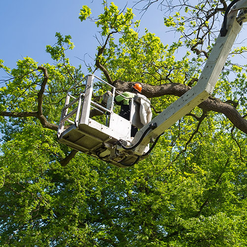Hoistline Tree Surgery